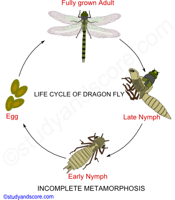 Metamorphosis in Insects, Metamorphosis meaning, Metamorphosis example, no metamorphosis, incomplete metamorphosis, gradual Metamorphosis, complete Metamorphosis